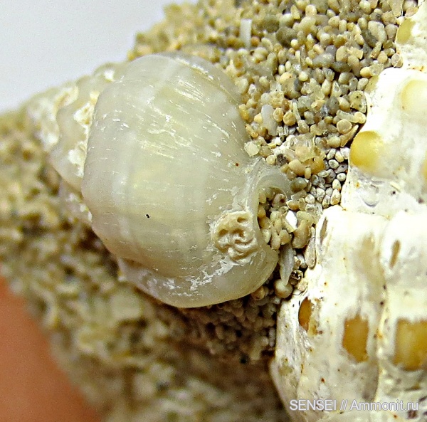 Кубань, Nassariidae, Чокрак, Nassarius, Epizoans