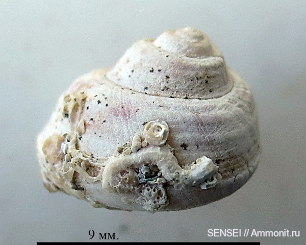 Spirorbis, обрастание, Кубань, Чокрак, Epizoans, Gibbula retowskii