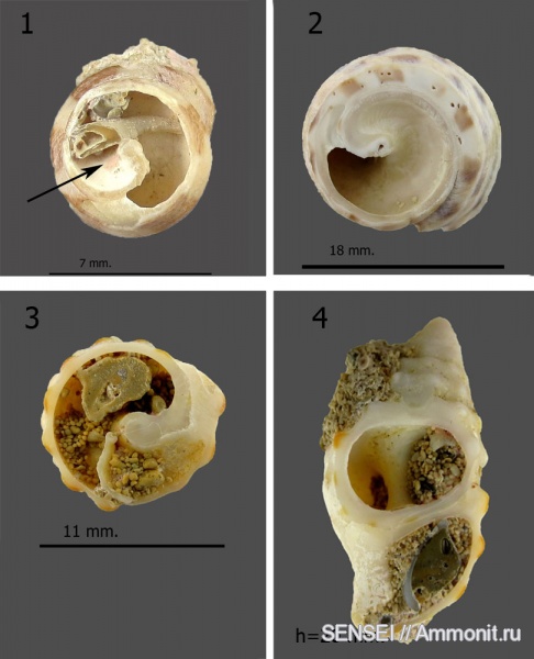 прижизненная окраска, Кубань, Чокрак