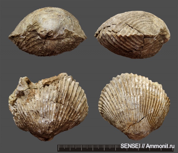 Кубань, Peregrinella multicarinata