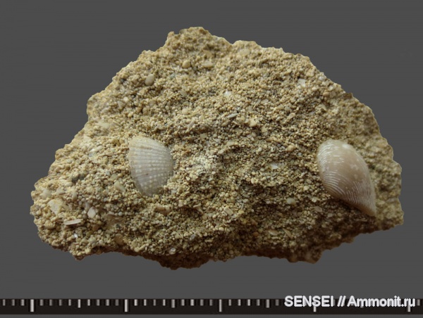 Кубань, Чокрак, Parvicardium michelottii, Nuculana fragilis