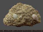 Parvicardium michelottii и Nuculana fragilis.