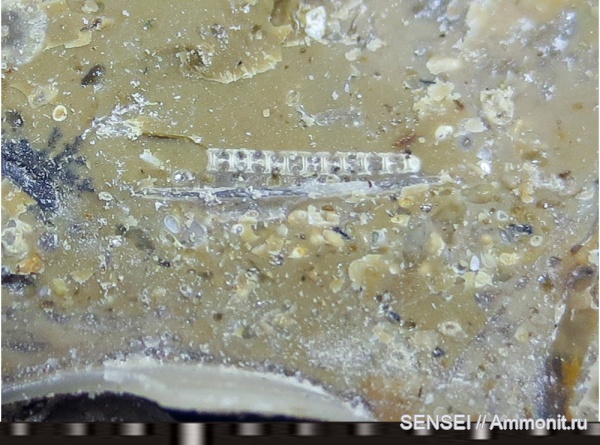 Кубань, Чокрак, Acetabularia