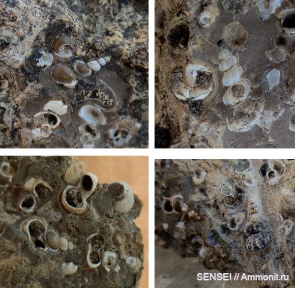 Кубань, Чокрак, Scaliolidae, Finella