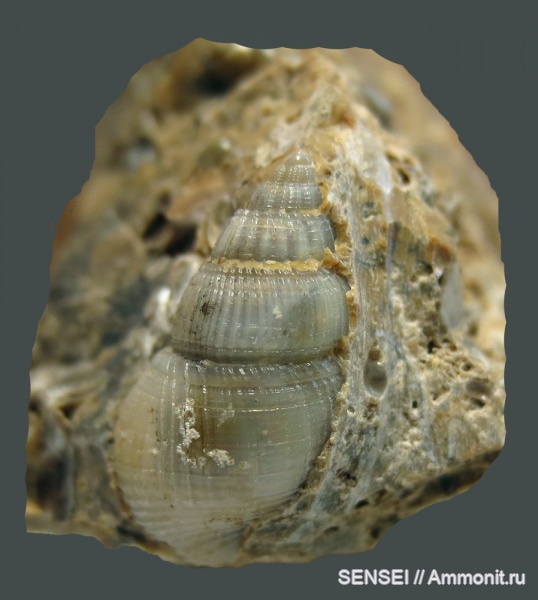 Кубань, Чокрак, Nassarius subhoernesi