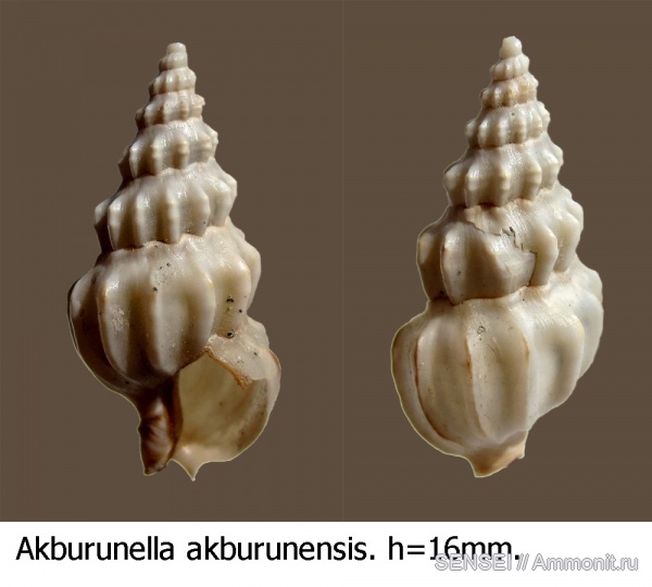 гастроподы, сармат