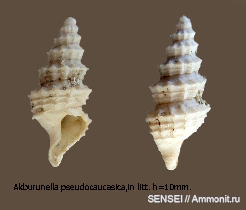 сармат, Akburunella