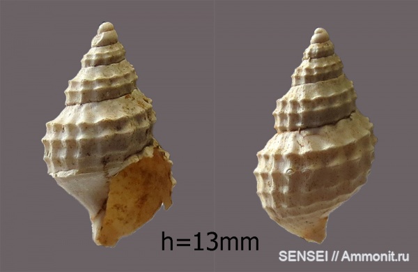 гастроподы, сармат, Кубань
