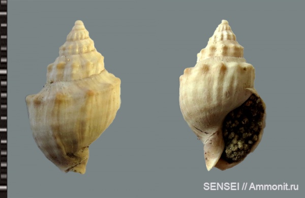 сармат, Кубань, Duplicatula