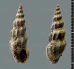 Стройняшка!