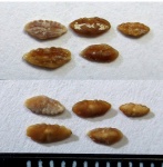 Palimphemus cimmerius.