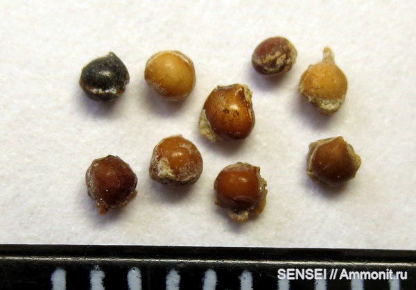 рыбы, сармат, Кубань