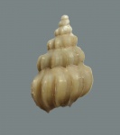 Akburunella planicostata, in litt.