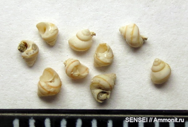 гастроподы, прижизненная окраска, сармат, Кубань