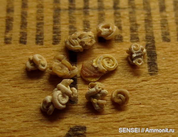 черви, сармат, Кубань