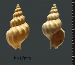 Akburunella planicostata, in litt.
