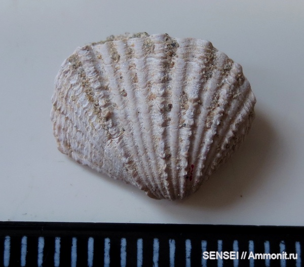 двустворки, Cardiidae, сармат, Кубань