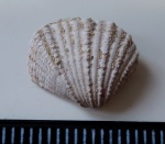 Inaequicostata suessi.