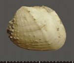 Inaequicostata barboti barboti.