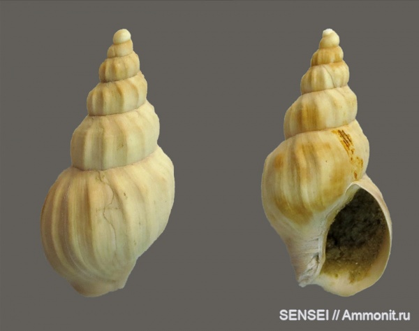 сармат, Кубань, Nassariidae, Akburunella