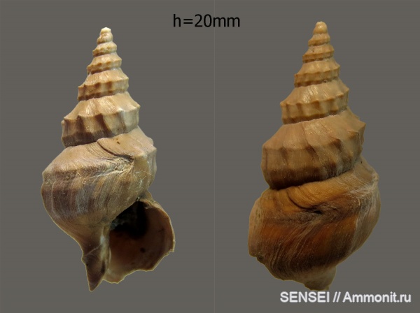 прижизненные повреждения, сармат, Кубань, Akburunella