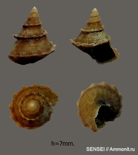 Gibbula, сармат, Кубань, Trochidae