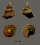 Gibbula blainvillei minor.