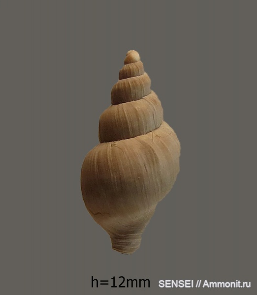 гастроподы, неоген, сармат, Akburunella