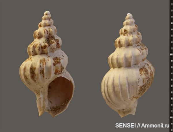 гастроподы, сармат, Кубань, Nassariidae, Akburunella, Akburunella planicostata