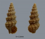 Akburunella caucasica.