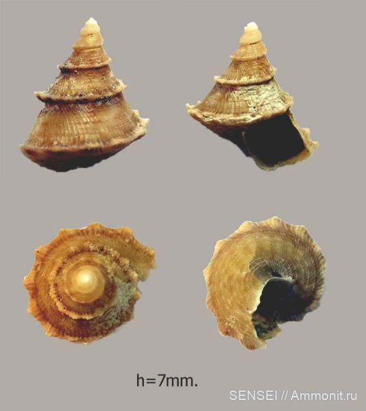 Gibbula, сармат, Кубань, Trochidae