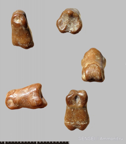 сармат, парнокопытные, Кубань, фаланги