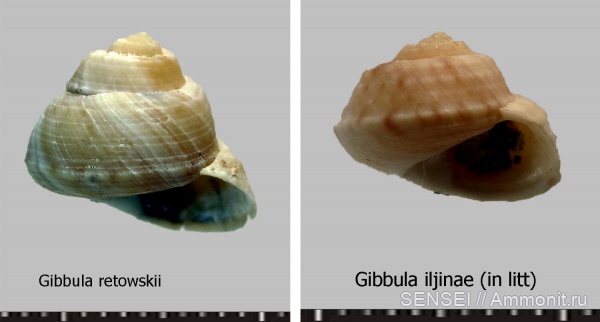 Gibbula, Кубань, Trochidae, Чокрак