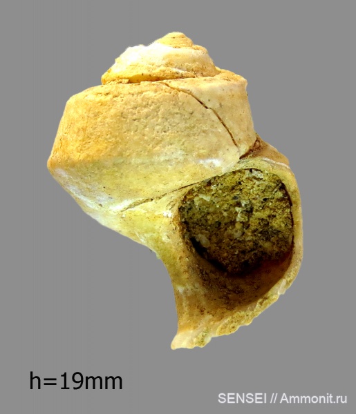 гастроподы, Gibbula, сармат, Кубань