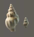 Взрослая и ювенильная раковины.