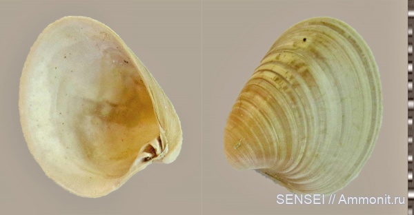 двустворки, прижизненная окраска, сармат, Кубань