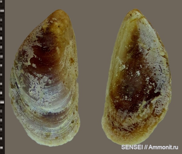сармат, Кубань, Musculus