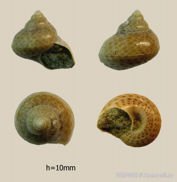 прижизненная окраска, Gibbula, сармат, обрастание, Кубань