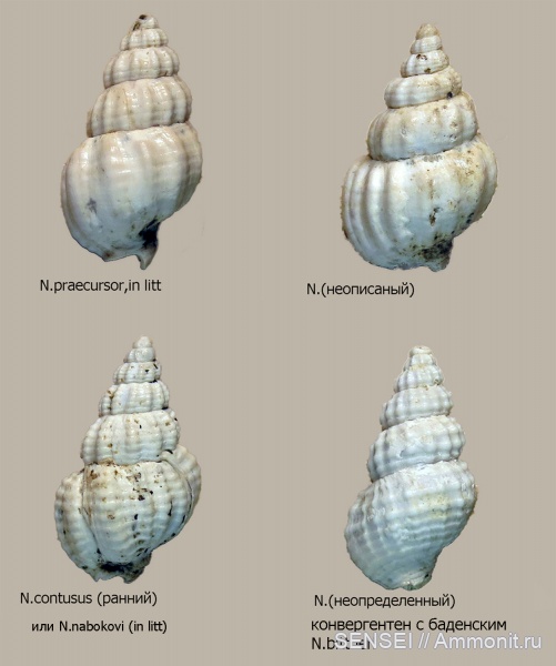 Кубань, Чокрак, Nassarius