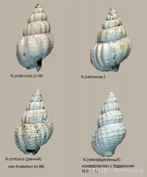 Кубань, Чокрак, Nassarius