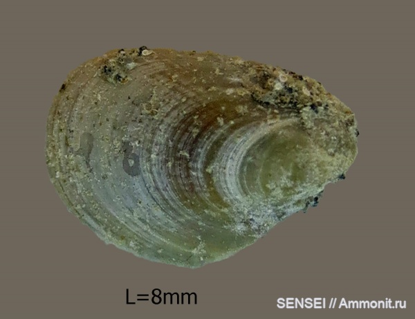 сармат, Кубань