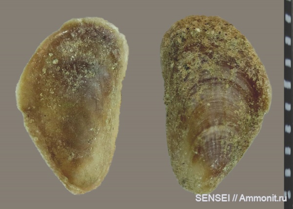 сармат, Кубань, Musculus