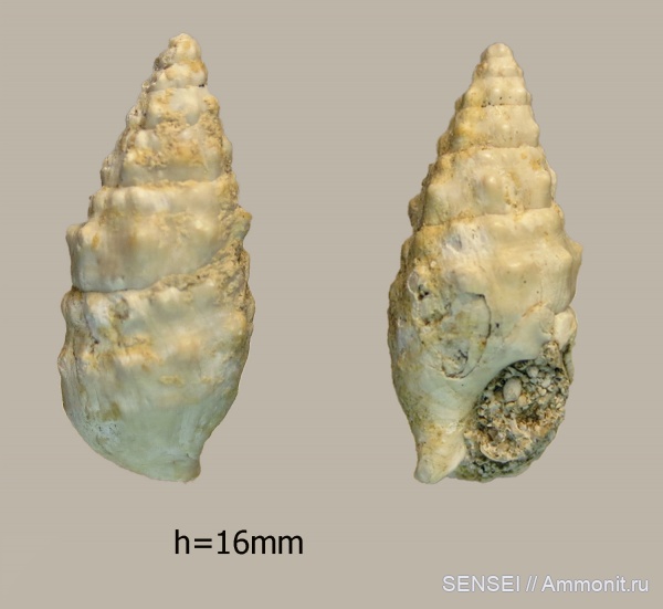 Кубань, Чокрак, Thericium
