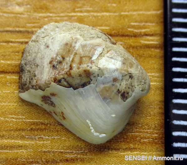 фораминиферы, сармат, обрастание, Кубань, Cryptomactra pesanseris, Meandroloculina sp.cf