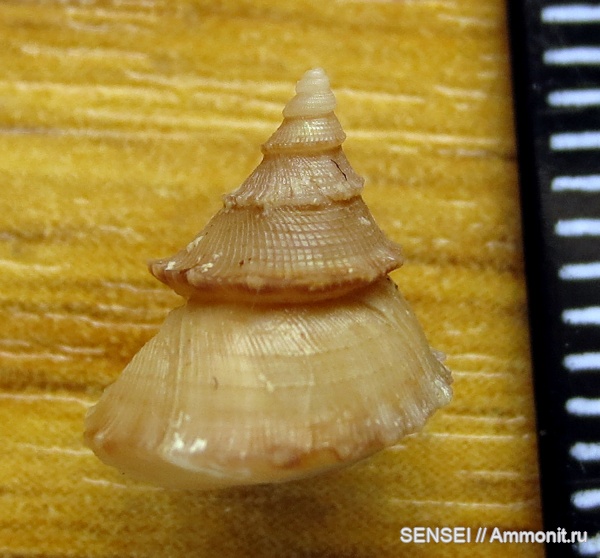 сармат, Кубань, аномалии развития, Gibbula minor