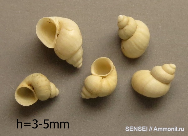 сармат, Кубань, Pomatiasia cyclostomoides