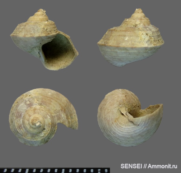 сармат, Кубань, Gibbula sarmates