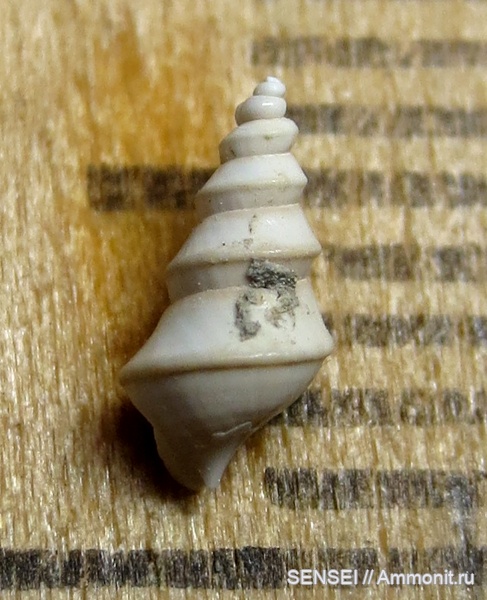 сармат, Кубань, аномалии развития