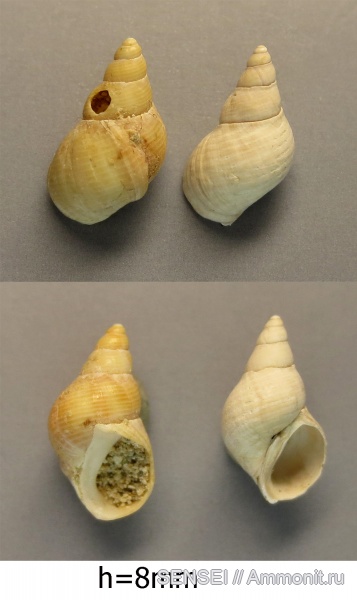 сармат, Кубань, Littorinidae