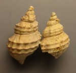 Травмы-близнецы.